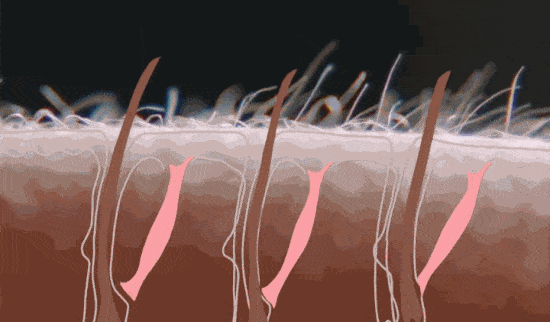 Giải mã hiện tượng nổi da gà - VnReview - Tin nóng