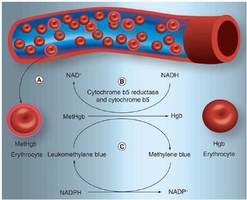 Recycling of methemoglobin to hemoglobin | Download Scientific Diagram