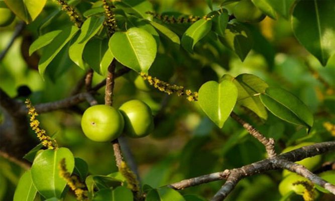 Cây Manchineel. Ảnh: Wikipedia.
